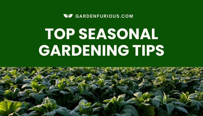 Top Seasonal Gardening Tips