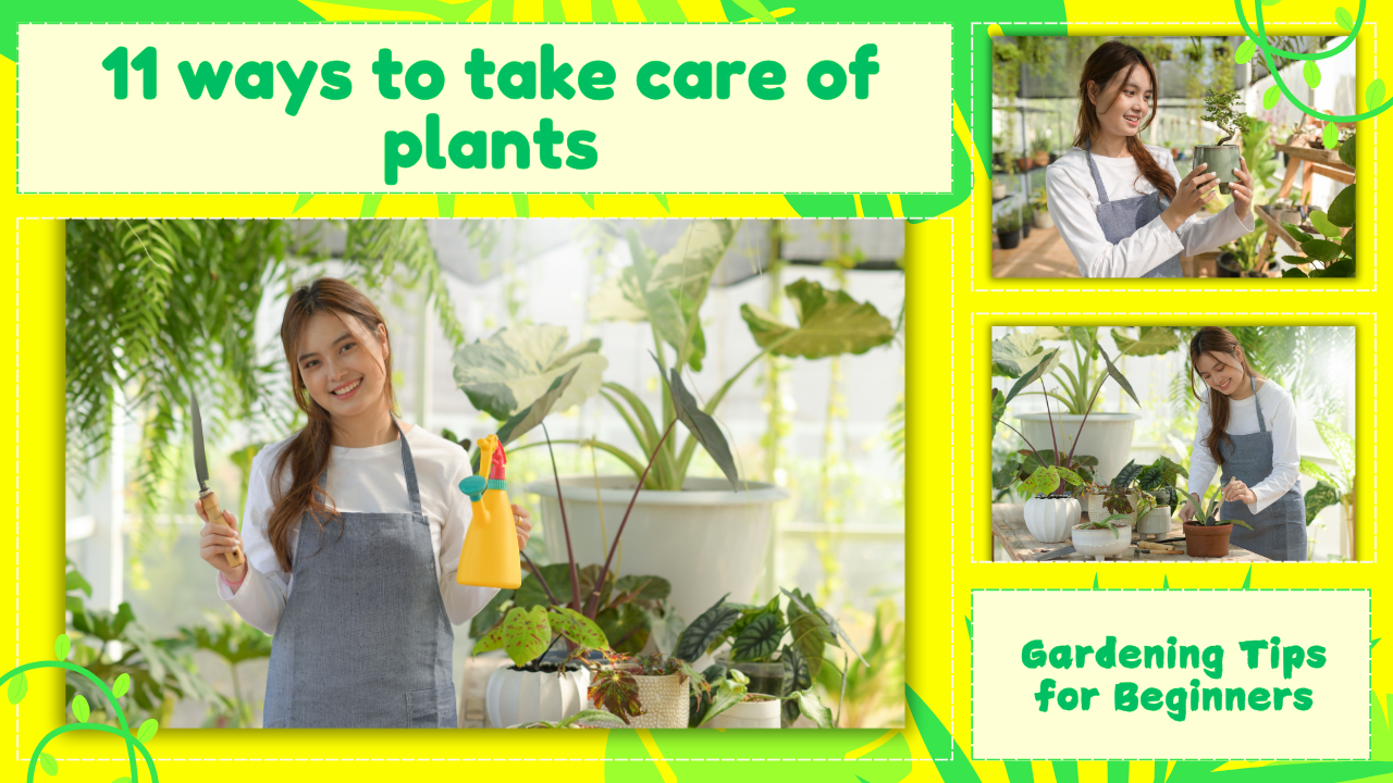 11 Essential Tips to Keep Your Plants Healthy: A Must-Read Guide for Plant Lovers