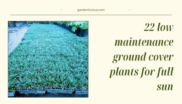 22 Low Maintenance Ground Cover Plants for Full Sun: Effortless Solutions for Your Garden