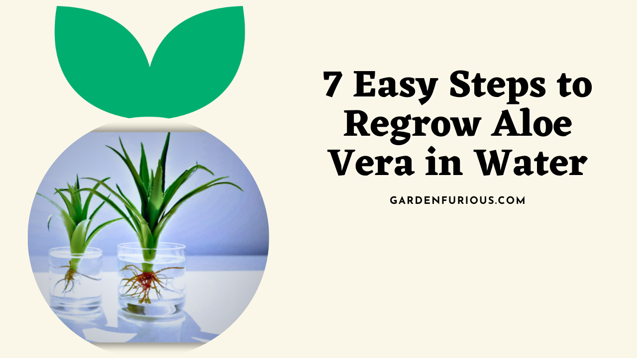 Steps to Regrow Aloe Vera in Water