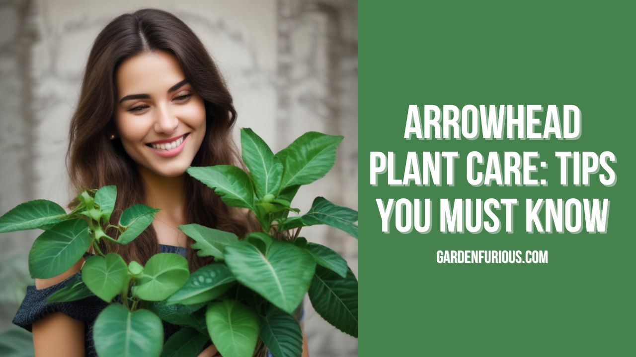 Arrowhead Plant Care: Tips You Must Know