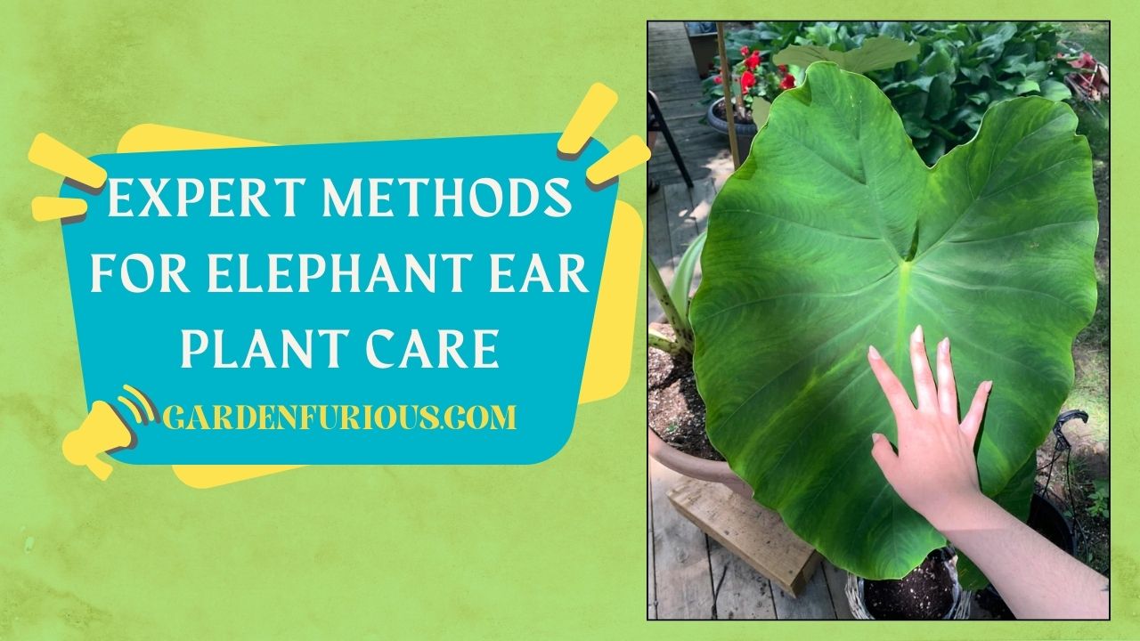 Expert Methods for Elephant Ear Plant Care