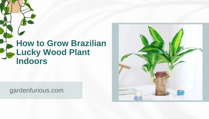 How to Grow Brazilian Lucky Wood Plant Indoors?