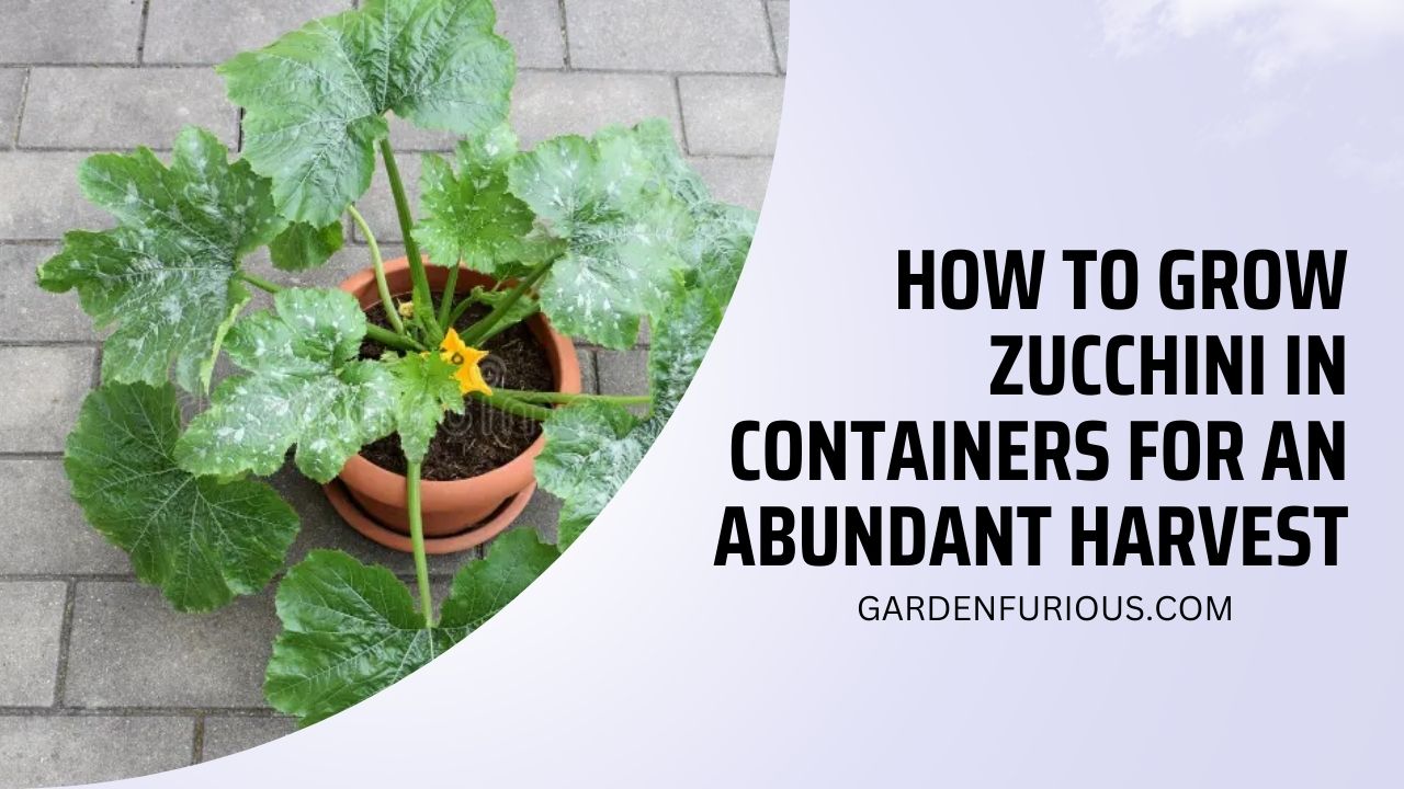 How to Grow Zucchini in Containers for an Abundant Harvest