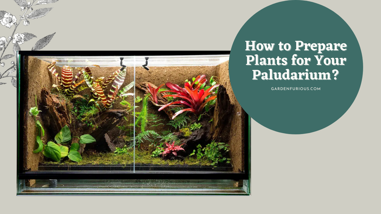 How to Prepare Plants for Your Paludarium