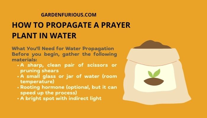 How to Propagate a Prayer Plant in Water