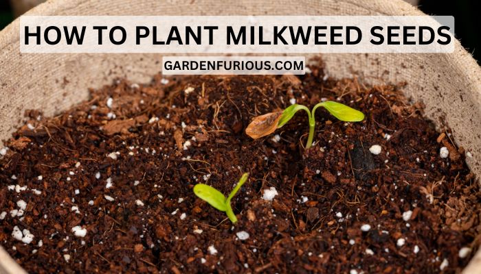 How to plant Milkweed Seeds: The Secret to a Pollinator Paradise