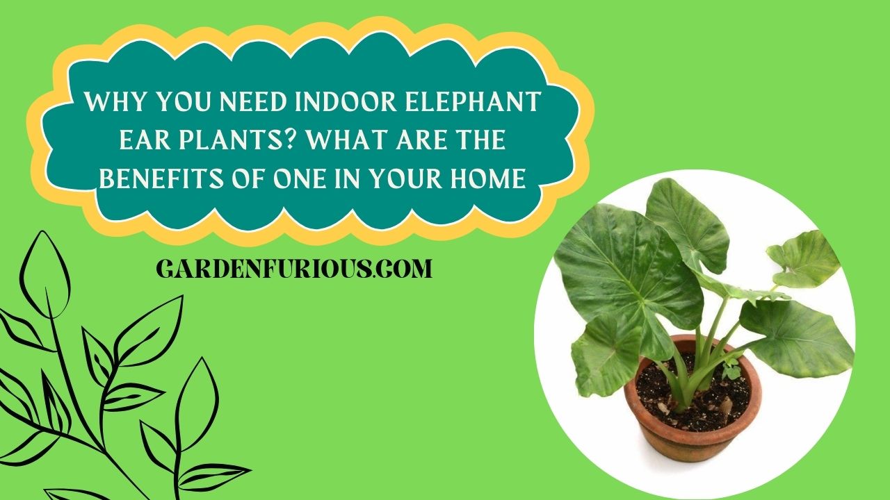 Indoor Elephant Ear Plants Benefits