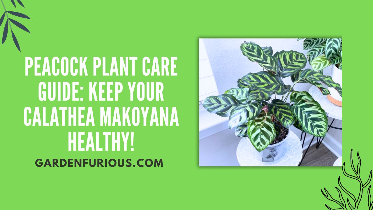 Peacock Plant Care Guide: Keep Your Calathea Makoyana Healthy!