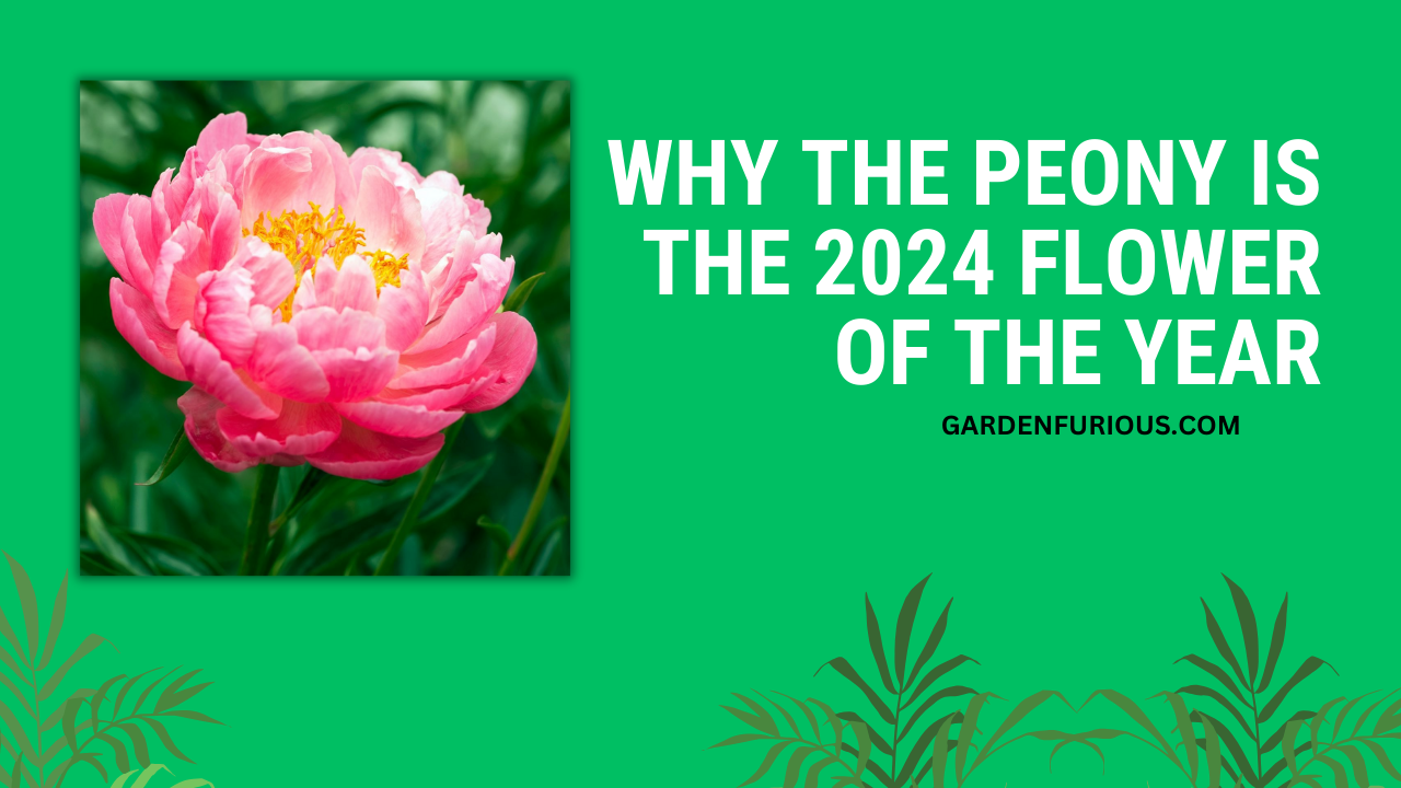 Why the Peony Flower is the 2024 Flower of the Year