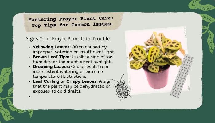 Mastering Prayer Plant Care: Top Tips for Common Issues