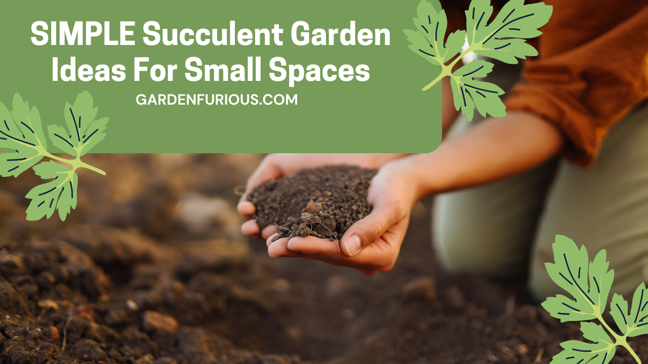 SIMPLE Succulent Garden Ideas for Small Spaces