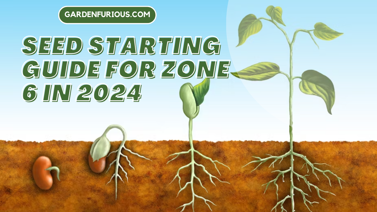 Seed Starting Guide for Zone 6 in 2024