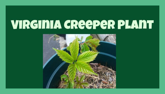 Virginia Creeper Plant