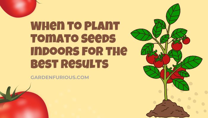 When to Plant Tomato Seeds Indoors for the Best Results