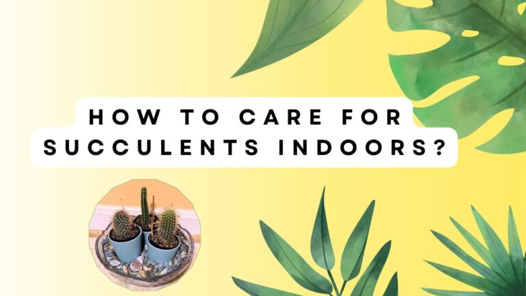 Methods to Caring for Succulents Indoors 2024