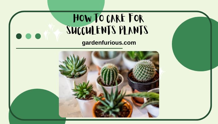 How to Care for Succulent Plants