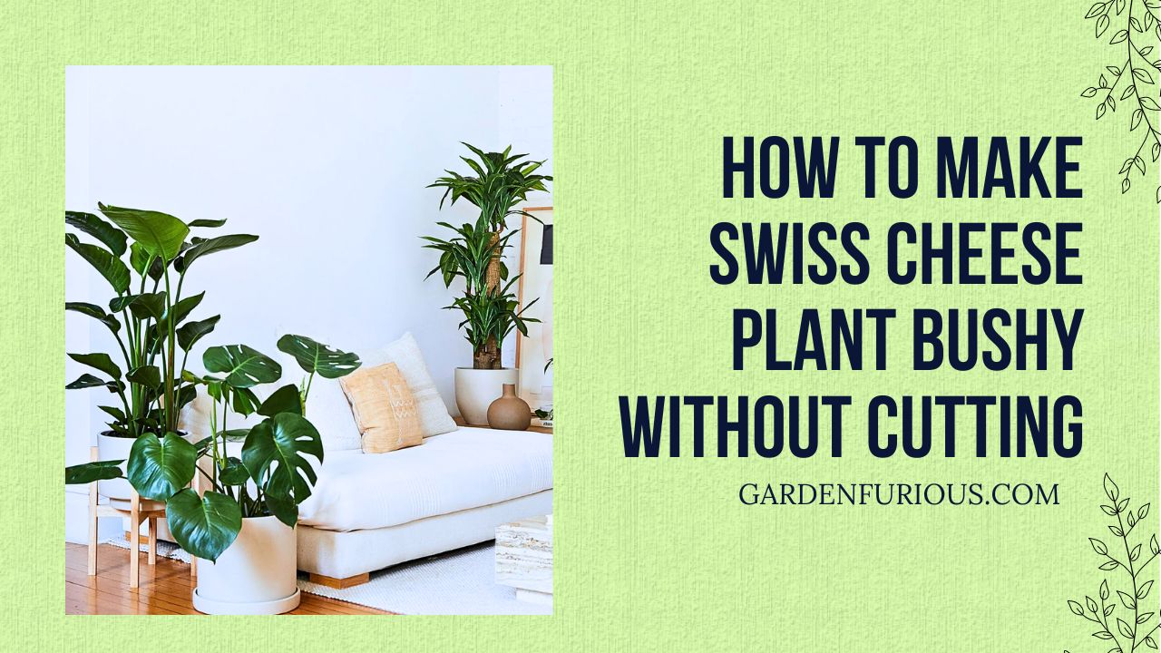 How to Make Swiss Cheese Plant Bushy Without Cutting