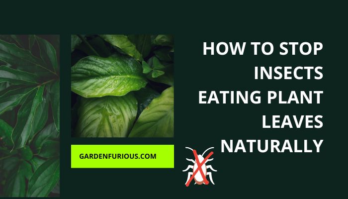 How to Stop Insects from Eating Plant Leaves Naturally