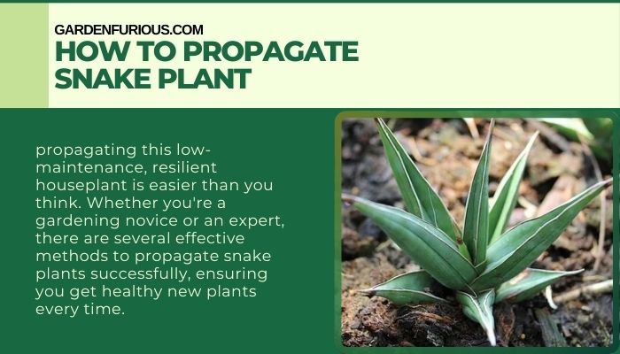 Propagate Snake Plant