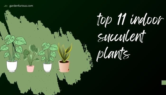 Top 11 Indoor Succulent Plants That Will Transform Your Space